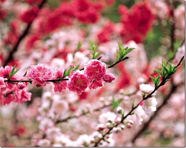 spring 3